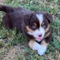 Chiot Berger américain miniature de race – prix 1500 €.