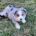 Chien Berger américain miniature proposé par l’élevage Iloa les prairies d’iloa.