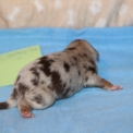 Chiot Berger américain miniature sans pedigree – prix 1500 €.