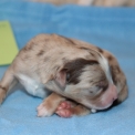 Chien Berger américain miniature proposé par l’élevage Domaine des terres lorginoise.