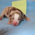 Chiot Berger américain miniature sans pedigree – prix 1500 €.