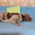 Chiot Berger américain miniature sans pedigree  en région Hauts-de-France.