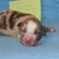 Chiot Berger américain miniature sans pedigree – prix 1500 €.