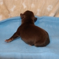 Chiot Berger américain miniature sans pedigree – prix 1300 €.