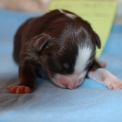 Chiot Berger américain miniature sans pedigree  en région Hauts-de-France.