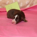 Chiot Berger américain miniature sans pedigree  en région Hauts-de-France.
