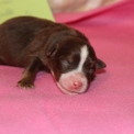Chiot Berger américain miniature sans pedigree – prix 1300 €.