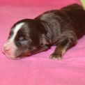 Chiot Berger américain miniature sans pedigree – prix 1300 €.
