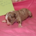 Chiot d'apparence de race Berger amricain miniature  adopter.