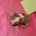 Chiot Berger amricain miniature  vendre au prix de 1600  vaccin et identifi.