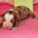Chiot Berger américain miniature sans pedigree  en région Hauts-de-France.