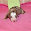 Chien Berger américain miniature proposée par l’élevage Domaine des terres lorginoise.