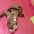 Chien Berger américain miniature proposée par l’élevage Domaine des terres lorginoise.