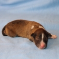Chiot Colley Shetland sans pedigree – prix 1000 €.