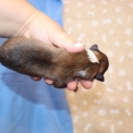 Chiot Colley Shetland sans pedigree – prix 1000 €.