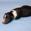 Colley Shetland disponible dans le Pas-de-Calais