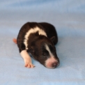 Colley Shetland disponible dans le Pas-de-Calais