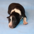 Chiot Colley Shetland sans pedigree – prix 900 €.