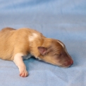 Colley Shetland disponible dans le Pas-de-Calais