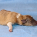 Chiot Colley Shetland sans pedigree  en région Hauts-de-France.