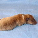Chien Colley Shetland proposé par l’élevage Domaine des terres lorginoise.