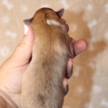 Chiot Colley Shetland sans pedigree – prix 1000 €.