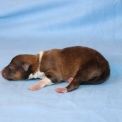 Ce petite mle Colley Shetland propos  l'achat est n le 24/06/2025.