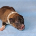 Ce petite mle Colley Shetland propos  l'achat est n le 24/06/2025.