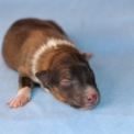 Chiot Colley Shetland  vendre au prix de 1000  vaccin et identifi.