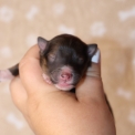 Chiot Colley Shetland sans pedigree – prix 1060 €.