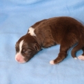 Chien Berger américain miniature proposé par l’élevage Domaine des terres lorginoise.