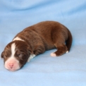 Chien Berger américain miniature proposé par l’élevage Domaine des terres lorginoise.