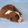 Chiot Berger américain miniature sans pedigree – prix 1300 €.