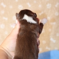 Chien Berger américain miniature proposé par l’élevage Domaine des terres lorginoise.