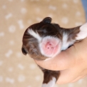 Chiot Berger américain miniature sans pedigree  en région Hauts-de-France.