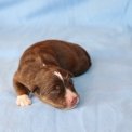 Chiot Berger américain miniature sans pedigree – prix 1300 €.