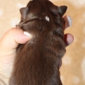 Chien Berger américain miniature proposé par l’élevage Domaine des terres lorginoise.