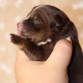 Berger américain miniature disponible dans le Pas-de-Calais