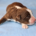 Chien Berger américain miniature proposé par l’élevage Domaine des terres lorginoise.