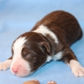 Chien Berger américain miniature proposé par l’élevage Domaine des terres lorginoise.