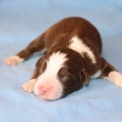 Chiot Berger américain miniature sans pedigree – prix 1300 €.