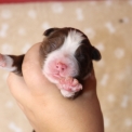 Chiot Berger américain miniature sans pedigree  en région Hauts-de-France.