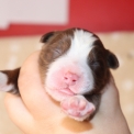 Chiot Berger américain miniature sans pedigree – prix 1300 €.