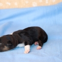 Berger américain miniature disponible dans le Pas-de-Calais