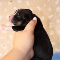 Chien Berger américain miniature proposé par l’élevage Domaine des terres lorginoise.