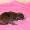 Chiot Berger américain miniature sans pedigree  en région Hauts-de-France.