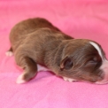 Chiot Berger américain miniature sans pedigree  en région Hauts-de-France.