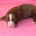 Chiot Berger américain miniature sans pedigree – prix 1300 €.