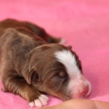 Chiot Berger américain miniature sans pedigree  en région Hauts-de-France.