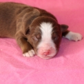 Chien Berger américain miniature proposée par l’élevage Domaine des terres lorginoise.